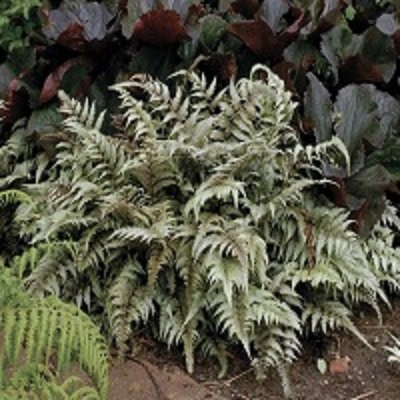 Japanese Painted Fern - Click Image to Close